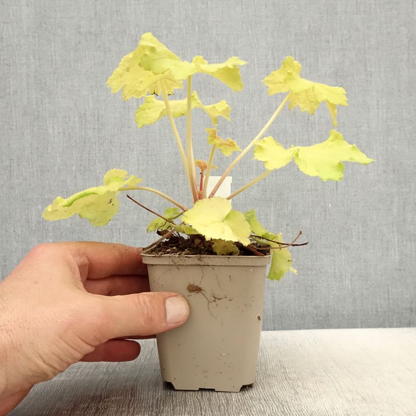 Heuchera Pretty Pistachio 8/9 cm pot sample as delivered in spring