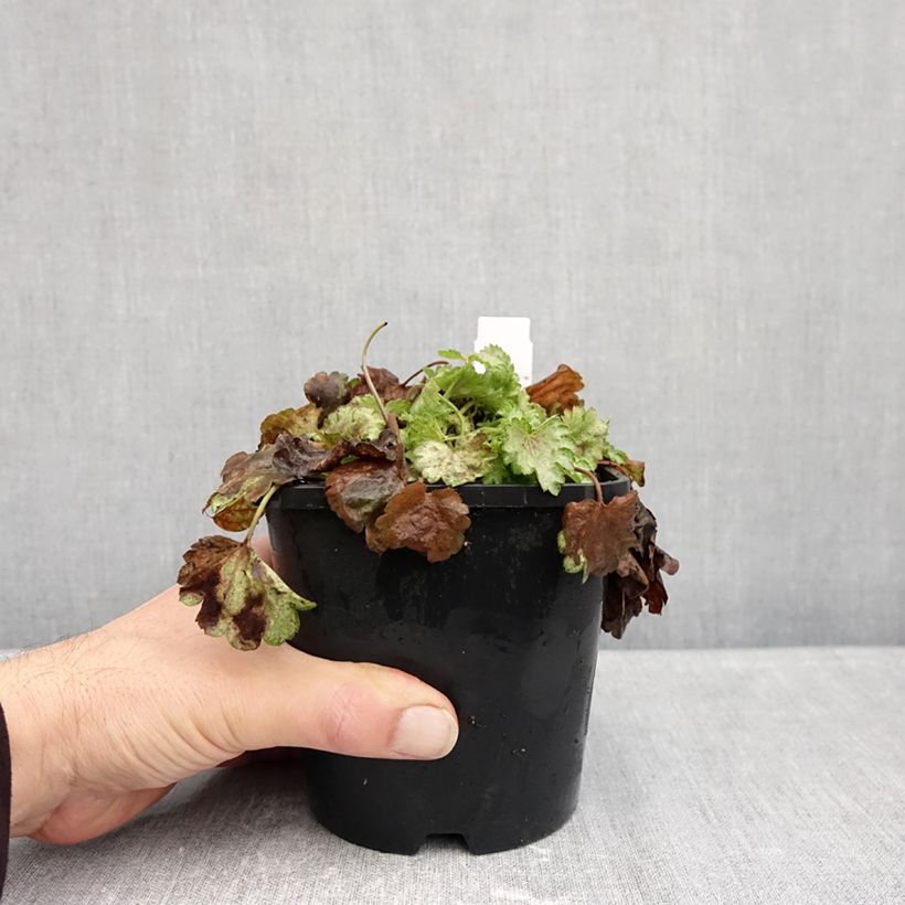 Heuchera Snowy Panky 1.5L/2L pot sample as delivered in autumn
