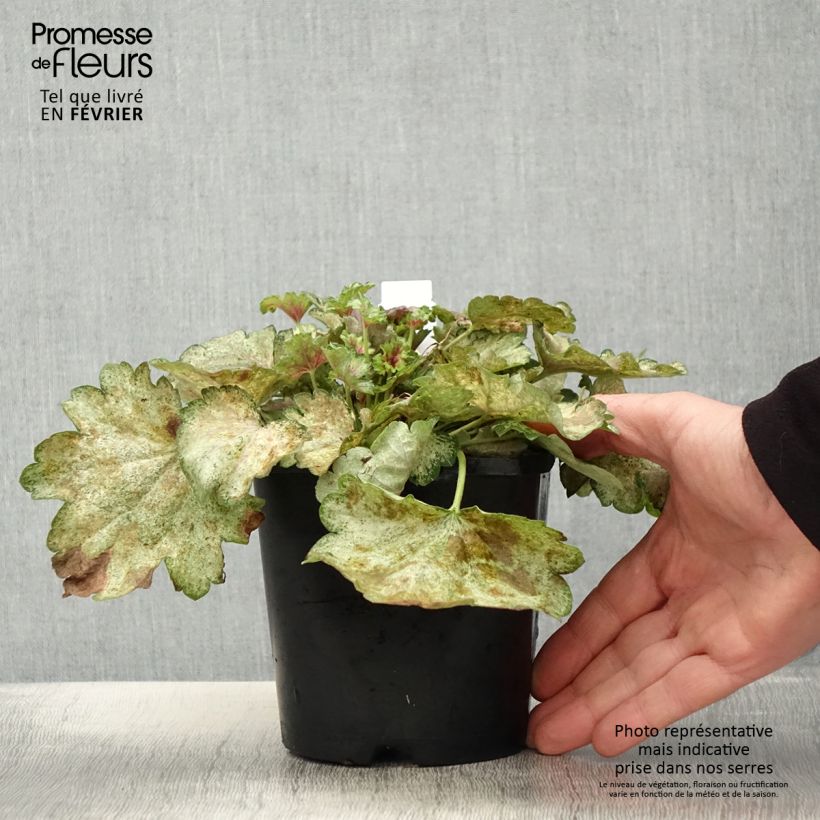 Heuchera Snowy Panky 1.5L/2L pot sample as delivered in winter