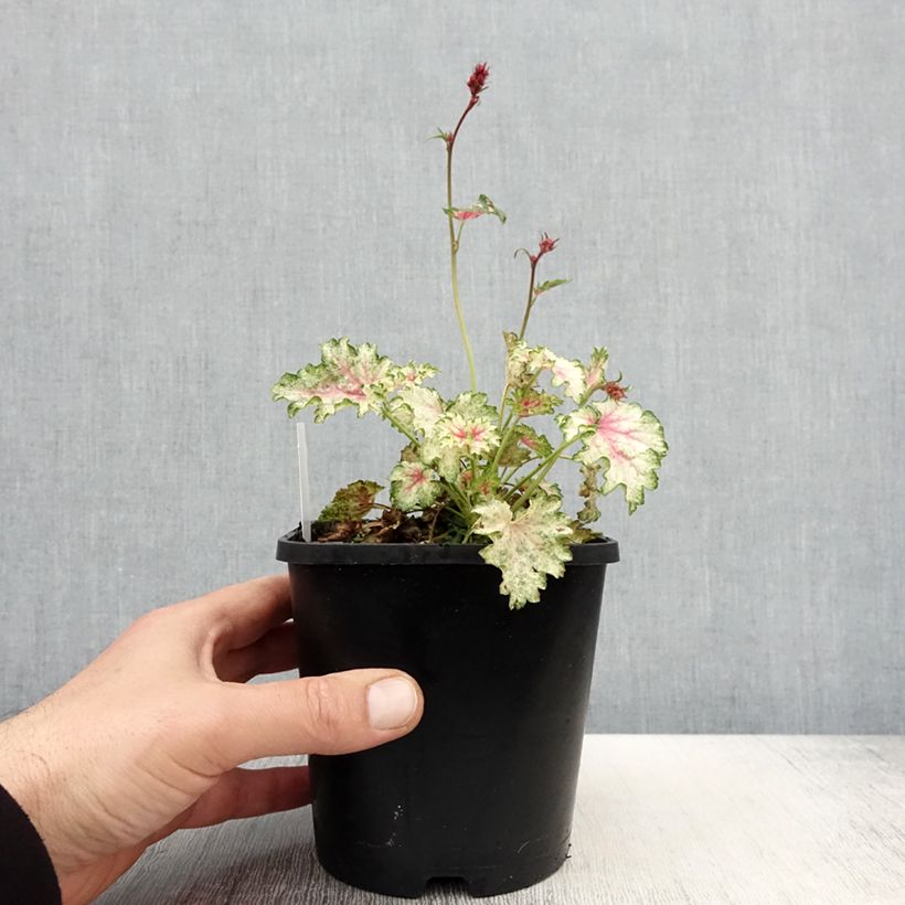 Heuchera Snowy Panky 1.5L/2L pot sample as delivered in spring