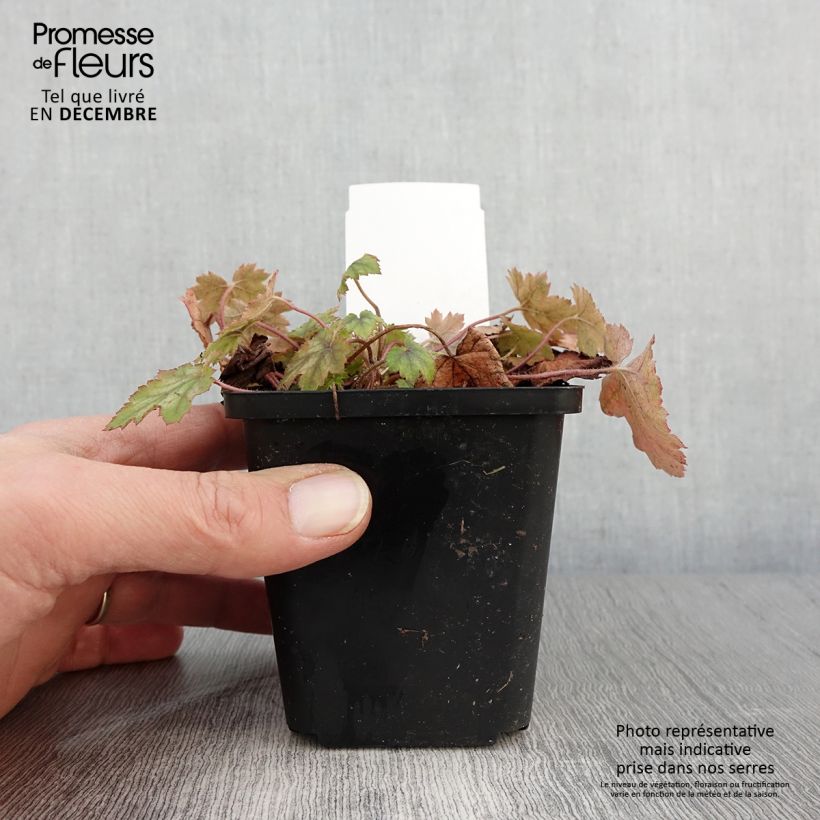 Heucherella alba Bridget Bloom 8/9 cm pot sample as delivered in autumn