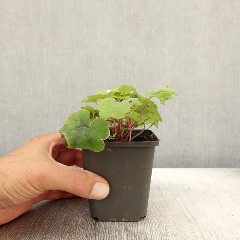 Heucherella Citrus shock 8/9 cm pot sample as delivered in autumn