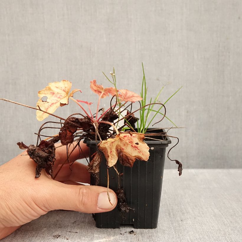 Heucherella Copper Cascade 8/9 cm pot sample as delivered in autumn