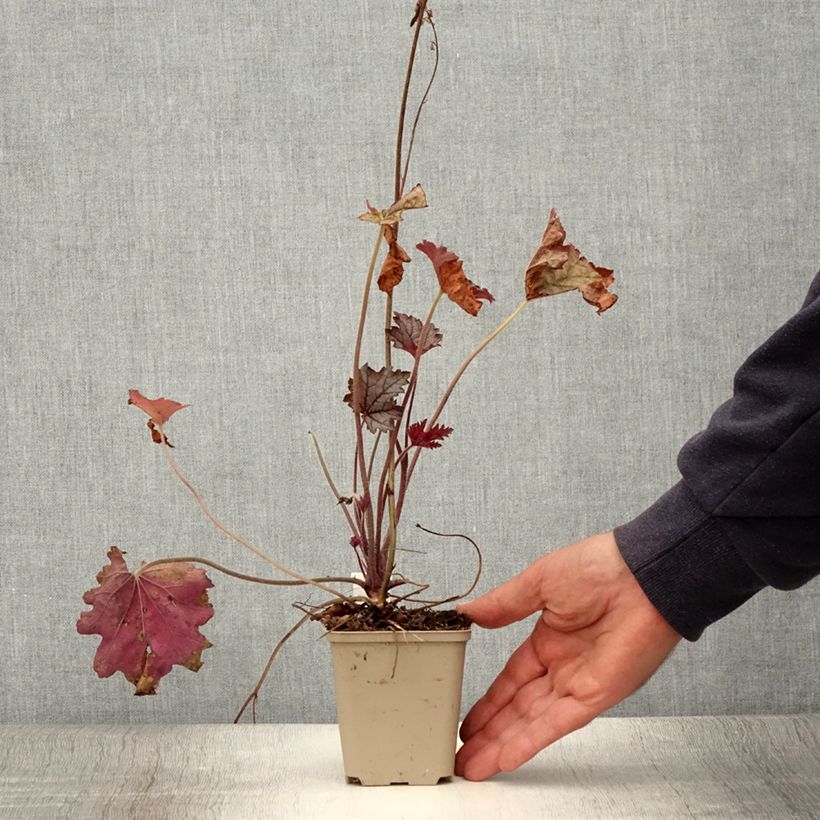 Heucherella Cracked Ice 8/9 cm pot sample as delivered in summer