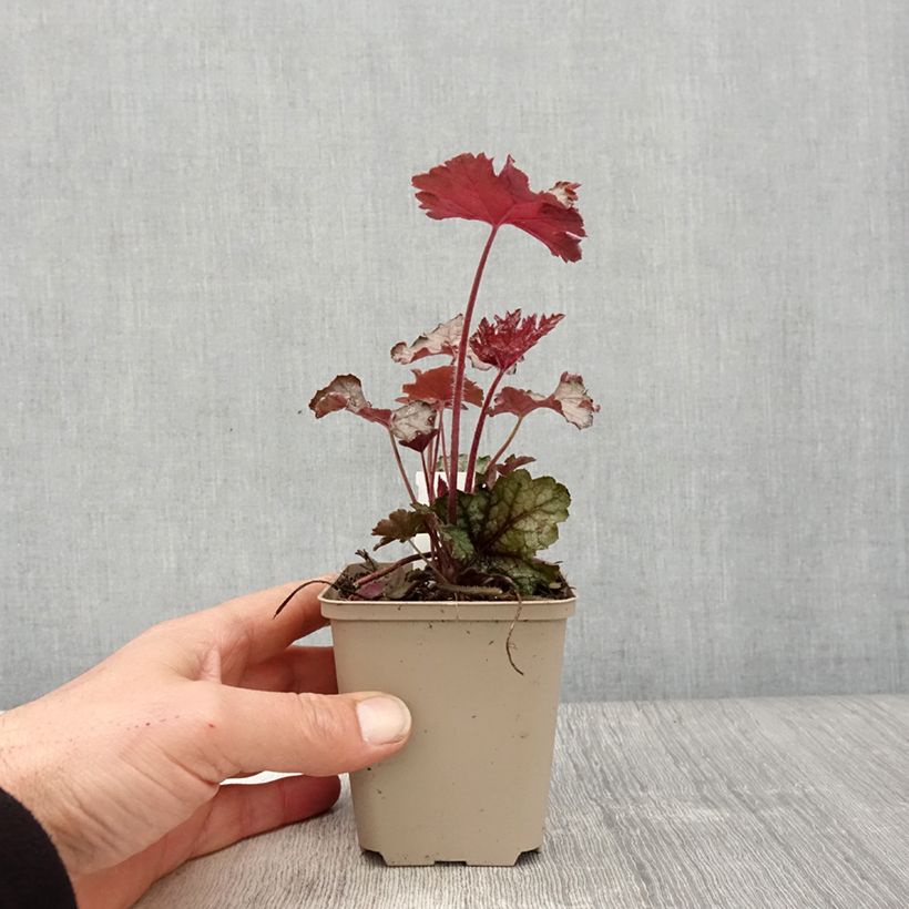 Heucherella Cracked Ice 8/9 cm pot sample as delivered in spring