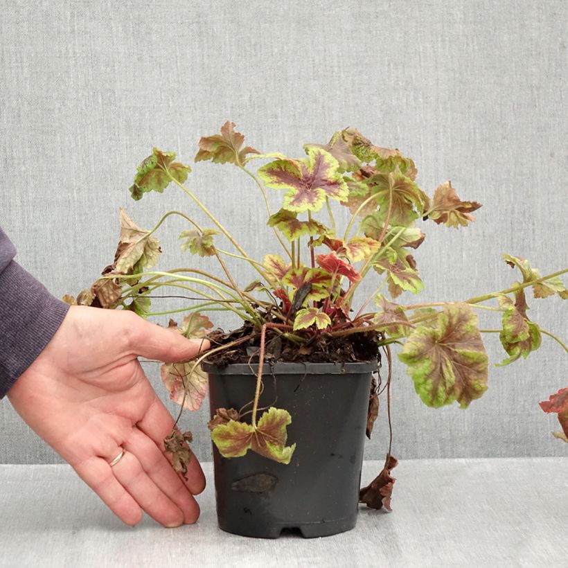 Heucherella Golden Zebra 1.5L/2L pot sample as delivered in autumn