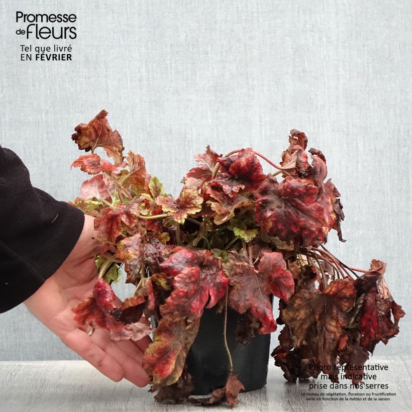 Heucherella Golden Zebra 1.5L/2L pot sample as delivered in winter