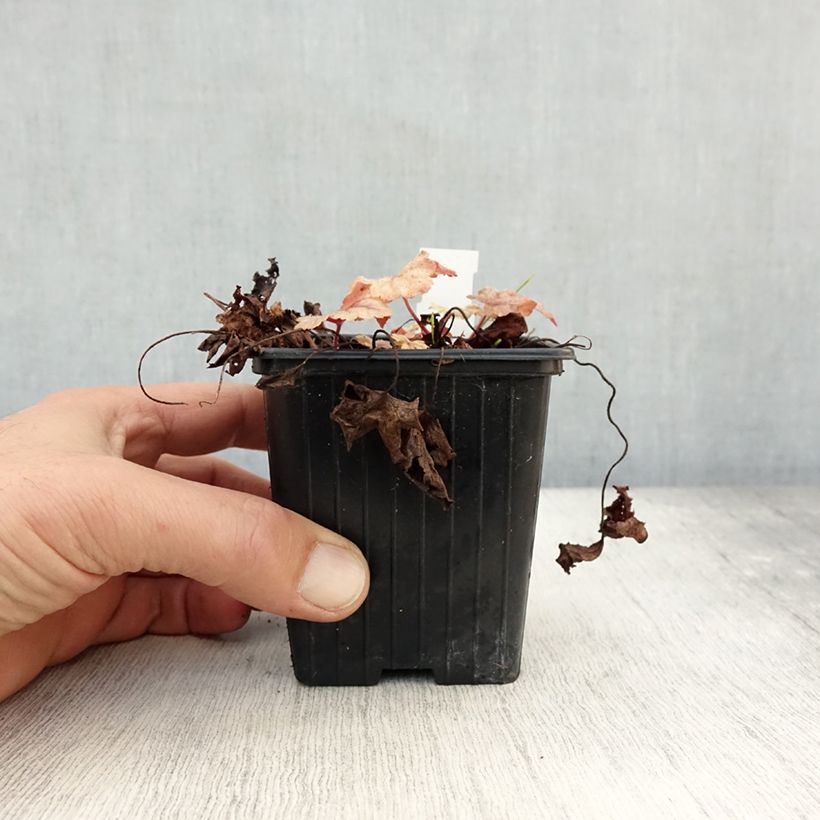 Heucherella Honey Rose 8/9 cm pot sample as delivered in autumn