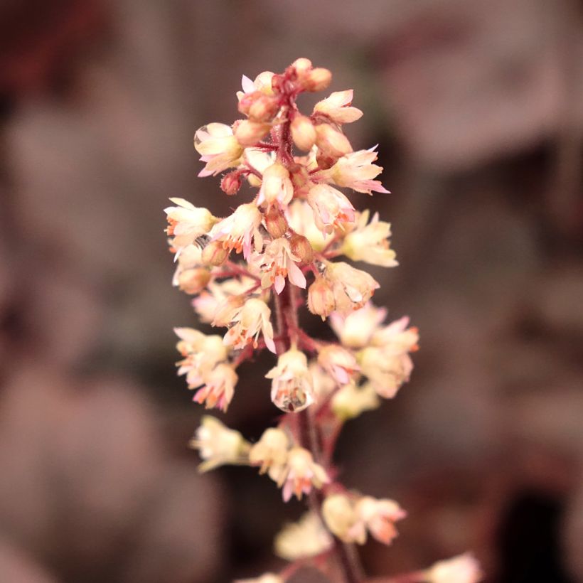 Heucherella Onyx (Flowering)