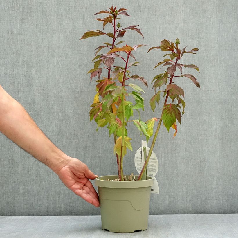 Hibiscus moscheutos Carousel® Ghost ® - Swamp Rose Mallow 3L/4L pot sample as delivered in summer