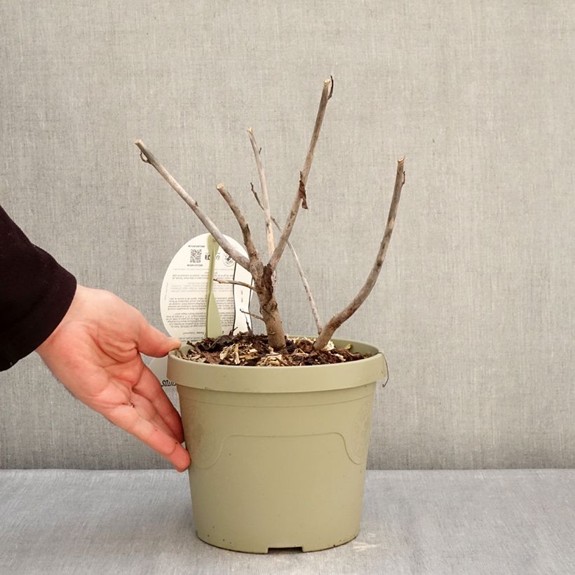 Hibiscus moscheutos Pink Candy - Swamp Rose Mallow 1L/1.5L pot sample as delivered in winter