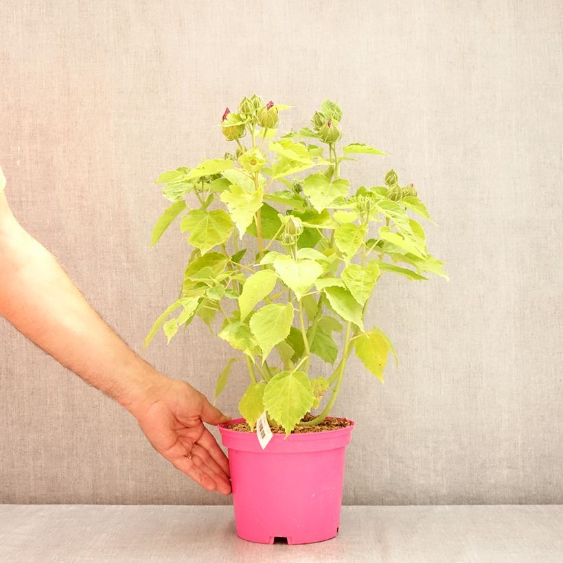 Hibiscus moscheutos Pink - Swamp Rose Mallow 2L/3L pot sample as delivered in summer