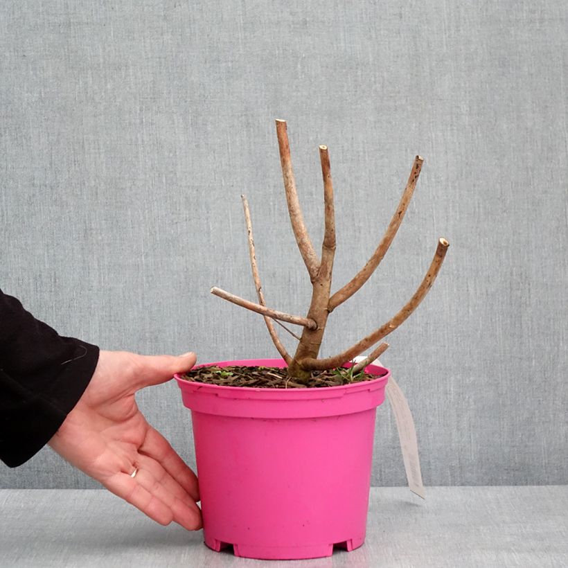 Hibiscus moscheutos Berry Awesome - Swamp Rose Mallow 3L/4L pot sample as delivered in winter