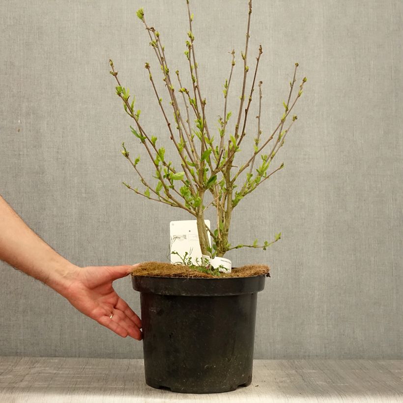 Hibiscus syriacus Pink Giant - Rose of Sharon 7.5L/10L pot sample as delivered in spring