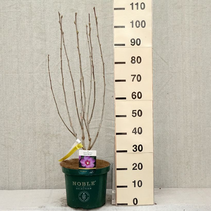 Hibiscus Rose Moon 7.5L/10L pot sample as delivered in spring