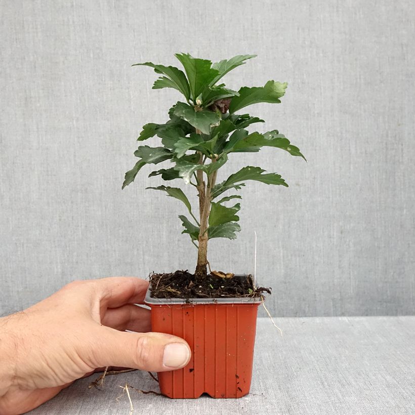 Hibiscus syriacus Ardens 8/9 cm pot sample as delivered in autumn