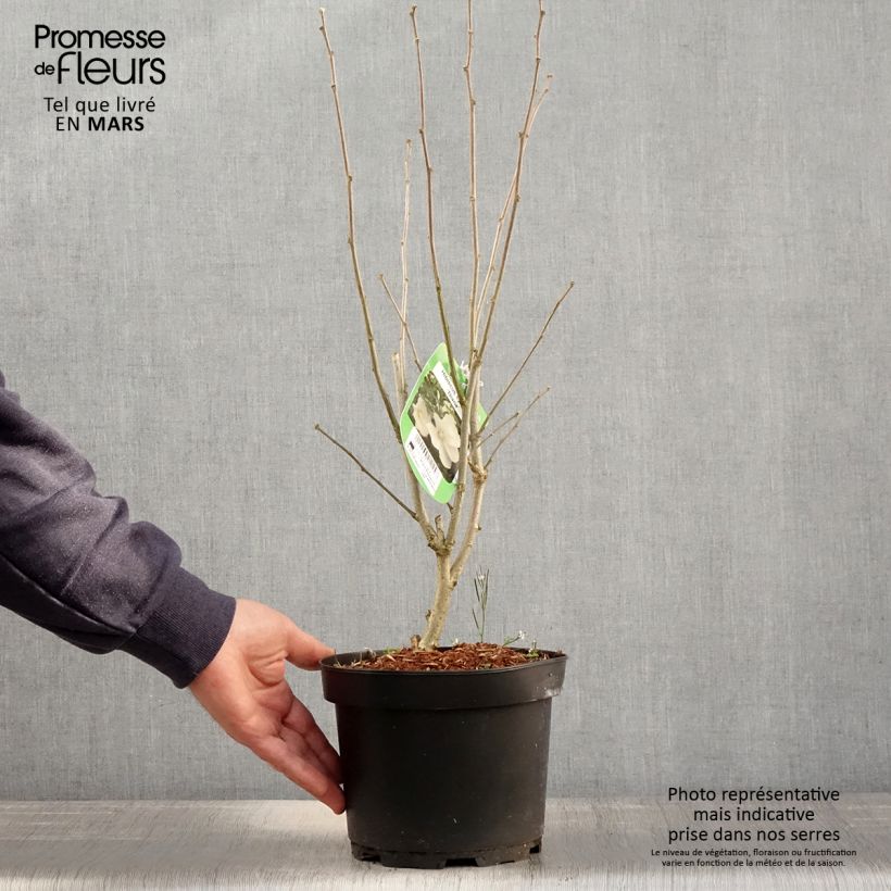 Hibiscus syriacus Diana - Rose of Sharon 3L/4L pot sample as delivered in spring