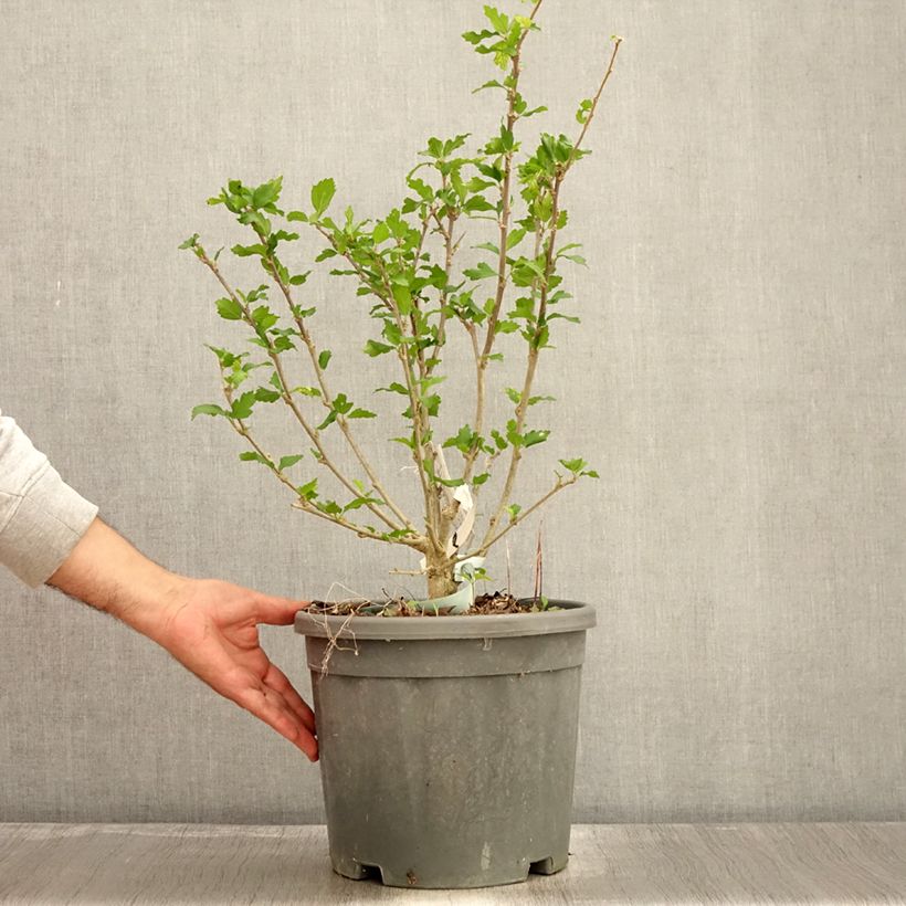 Hibiscus syriacus Eléonore - Rose of Sharon 7.5L/10L pot sample as delivered in autumn