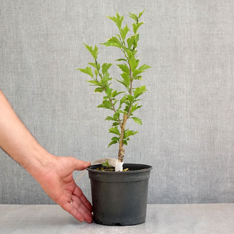 Hibiscus syriacus Flower Tower Purple - Rose of Sharon 1.5L/2L pot sample as delivered in spring