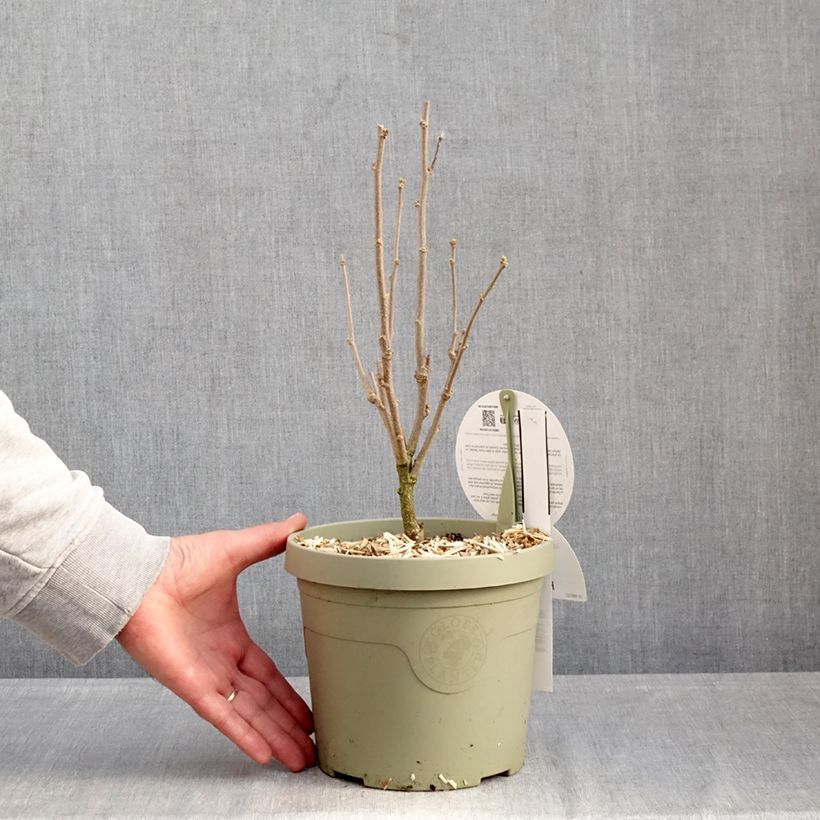 Hibiscus syriacus Flower Tower Purple - Rose of Sharon 3L/4L pot sample as delivered in winter