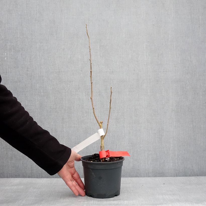Hibiscus syriacus Flower Tower Ruby - Rose of Sharon 2L/3L pot sample as delivered in winter