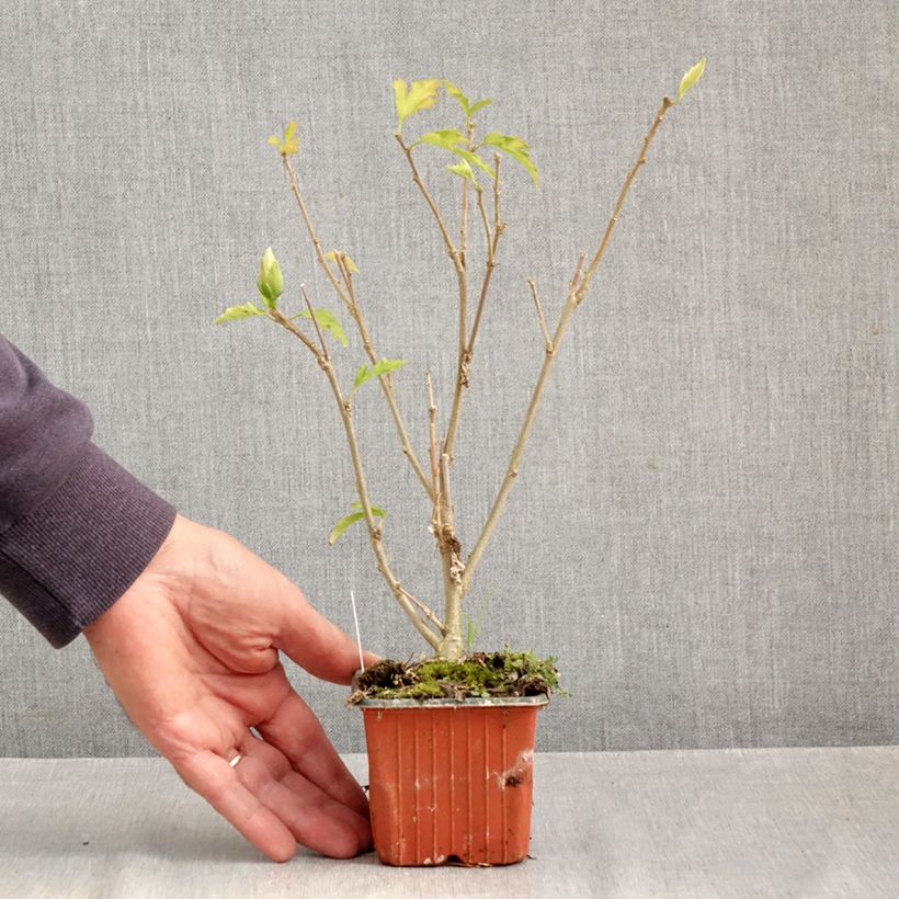 Hibiscus syriacus Flower Tower White - Rose of Sharon 8/9 cm pot sample as delivered in autumn