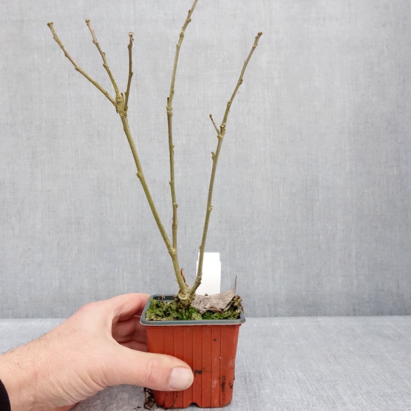 Hibiscus syriacus Flower Tower White - Rose of Sharon 8/9 cm pot sample as delivered in winter