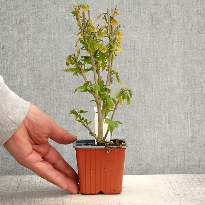 Hibiscus syriacus Flower Tower White - Rose of Sharon 8/9 cm pot sample as delivered in spring