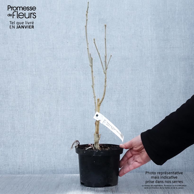 Hibiscus syriacus Flower Tower White - Rose of Sharon 1.5L/2L pot sample as delivered in winter