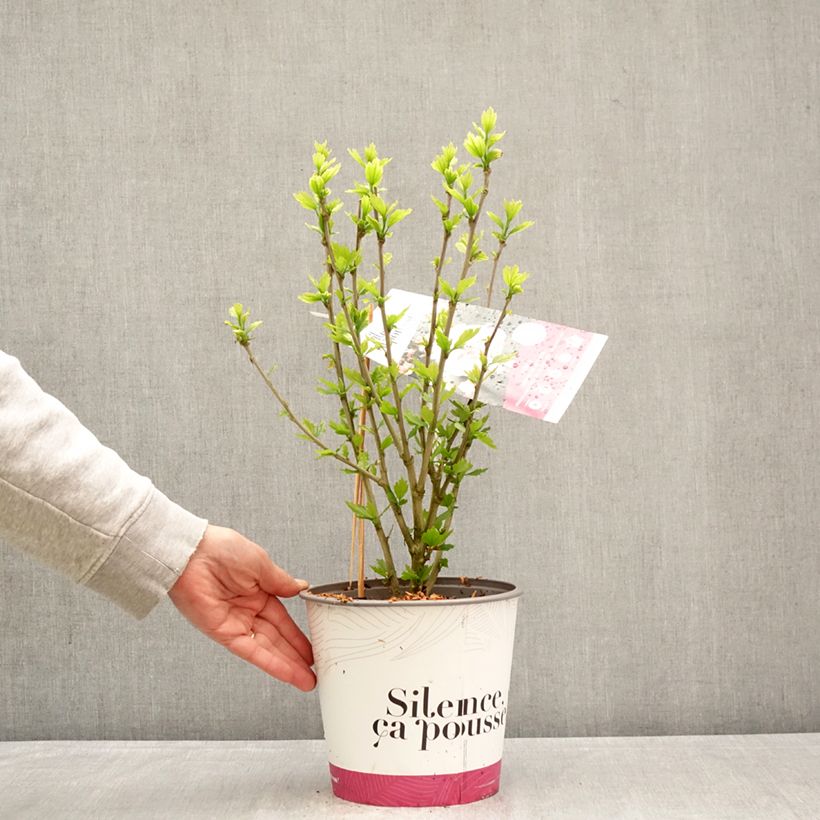 Hibiscus syriacus French Cabaret Pink -  Rose of Sharon 4L/5L pot sample as delivered in spring