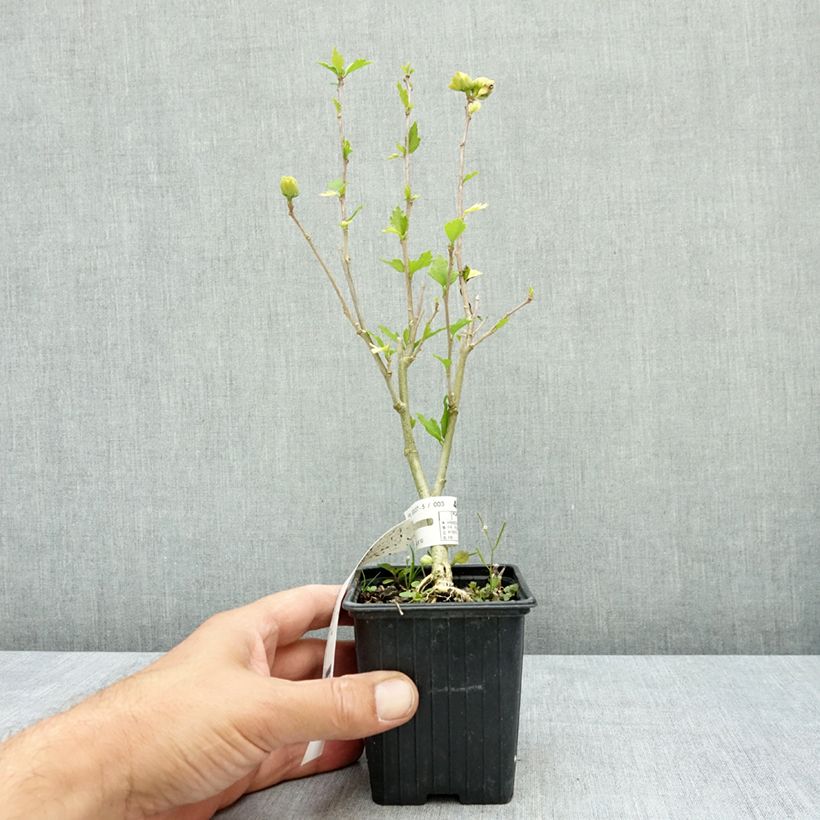 Hibiscus syriacus FRENCH CABARET ® White -  Rose of Sharon 8/9 cm pot sample as delivered in summer