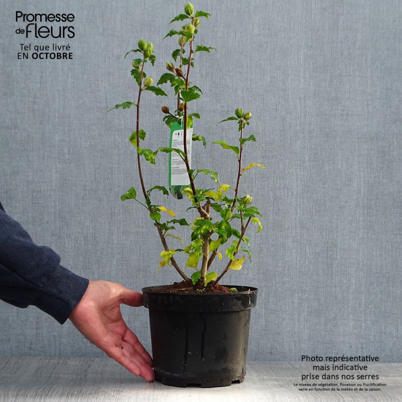 Hibiscus syriacus Hamabo - Rose of Sharon 3L/4L pot sample as delivered in autumn