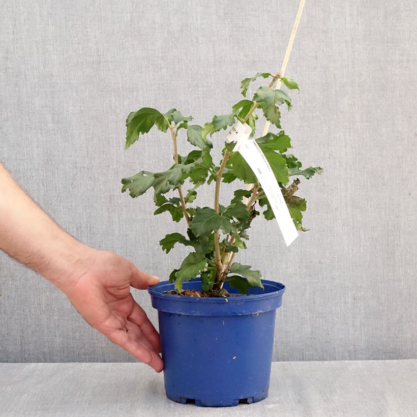 Hibiscus syriacus Blanco - Rose of Sharon 3L/4L pot sample as delivered in autumn