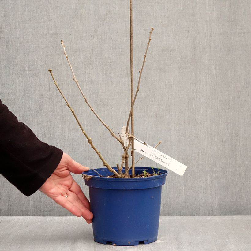 Hibiscus syriacus Blanco - Rose of Sharon 3L/4L pot sample as delivered in winter