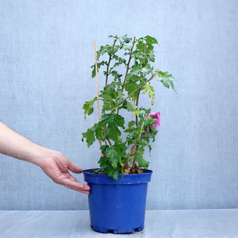 Hibiscus syriacus Rosada - Rose of Sharon 3L/4L pot sample as delivered in autumn