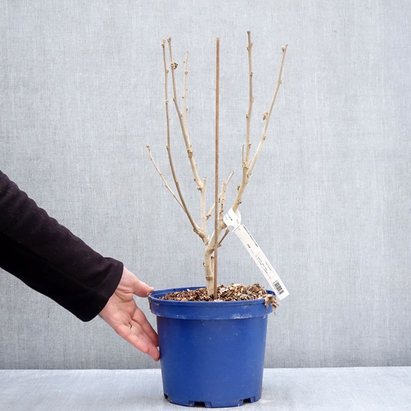 Hibiscus syriacus Rosada - Rose of Sharon 3L/4L pot sample as delivered in winter