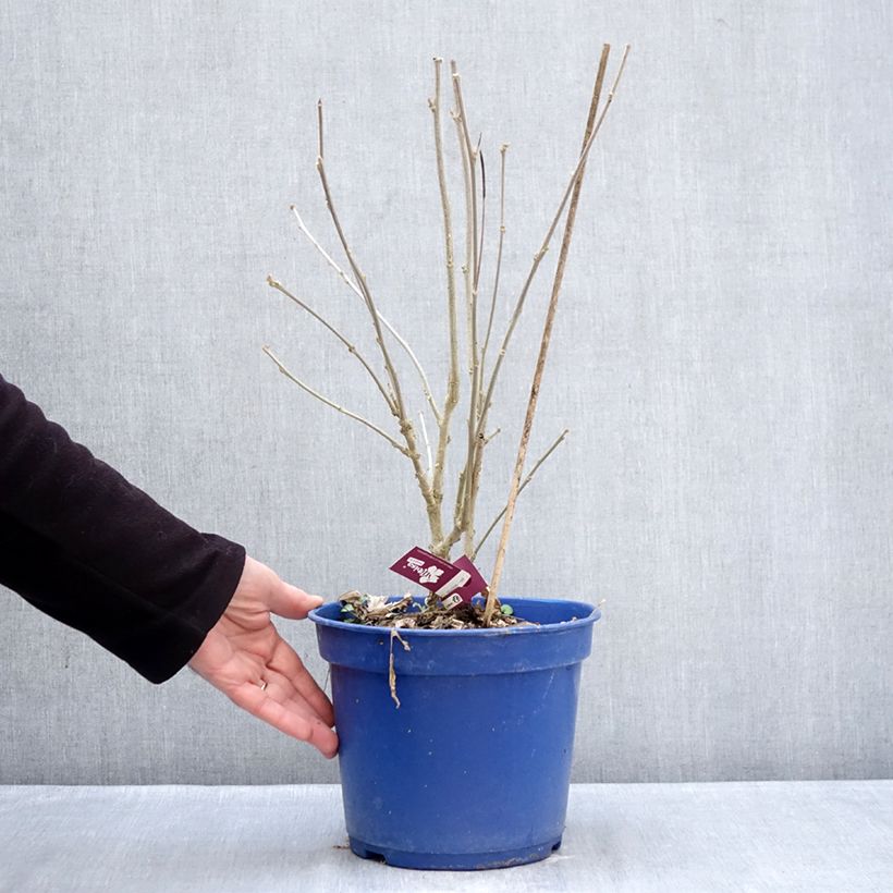 Hibiscus syriacus Sangria - Rose of Sharon 3L/4L pot sample as delivered in winter