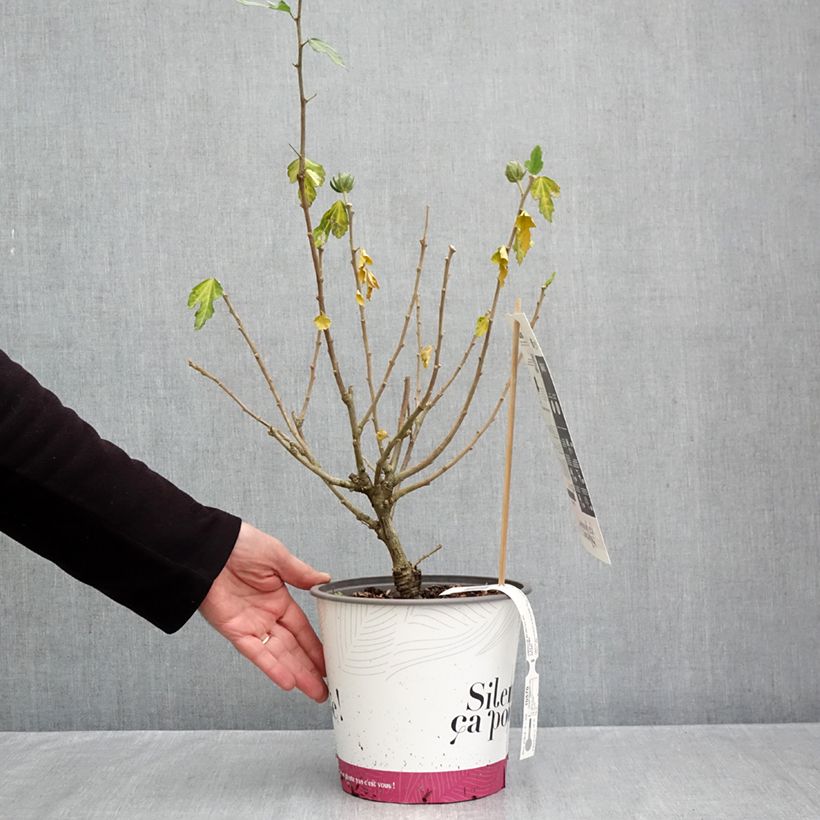 Hibiscus syriacus Igloo - Rose of Sharon 4L/5L pot sample as delivered in autumn