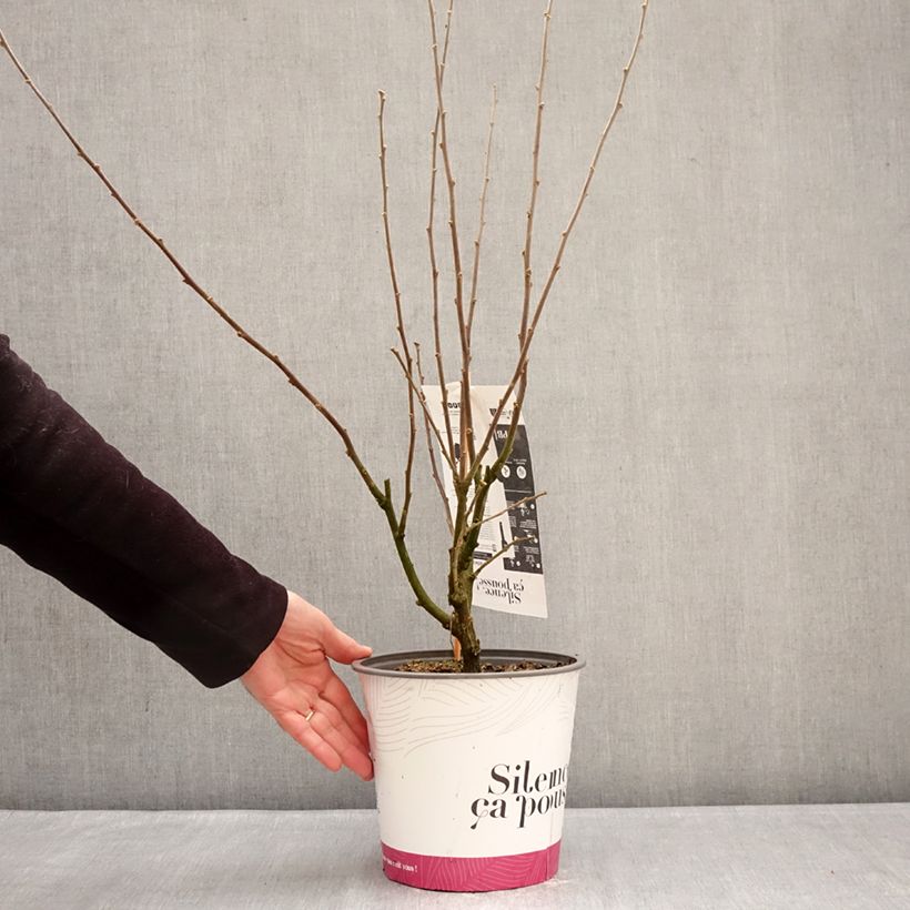 Hibiscus syriacus Igloo - Rose of Sharon 4L/5L pot sample as delivered in winter