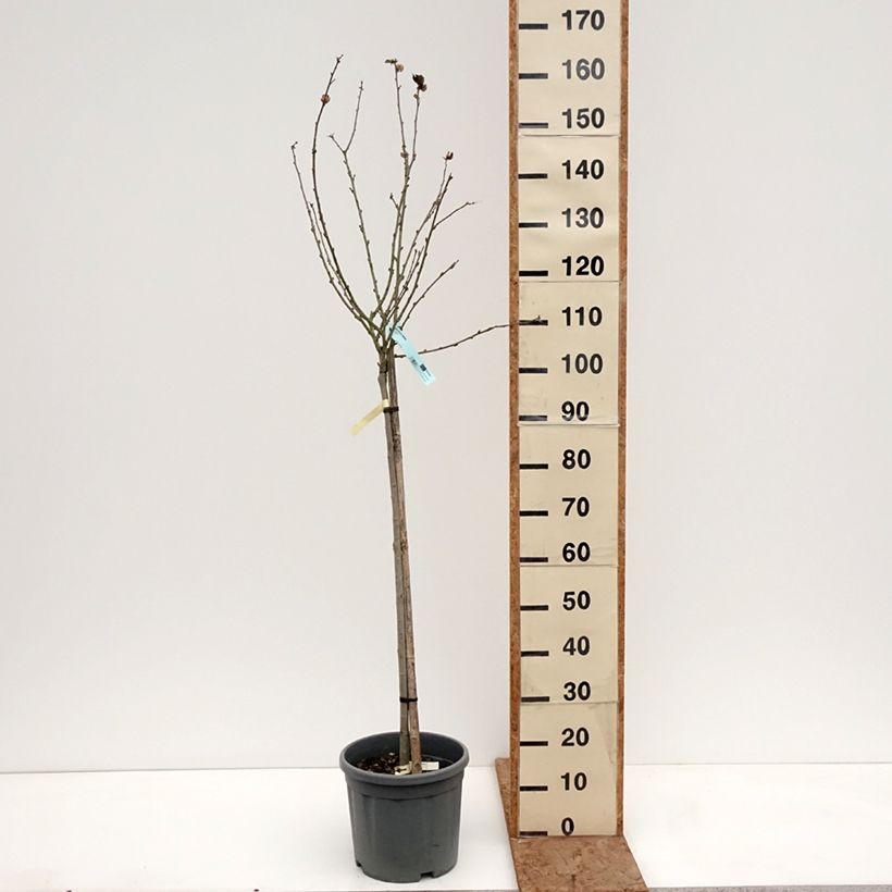 Hibiscus syriacus Oiseau Bleu - Rose of Sharon 7.5L/10L pot, Half standard sample as delivered in winter