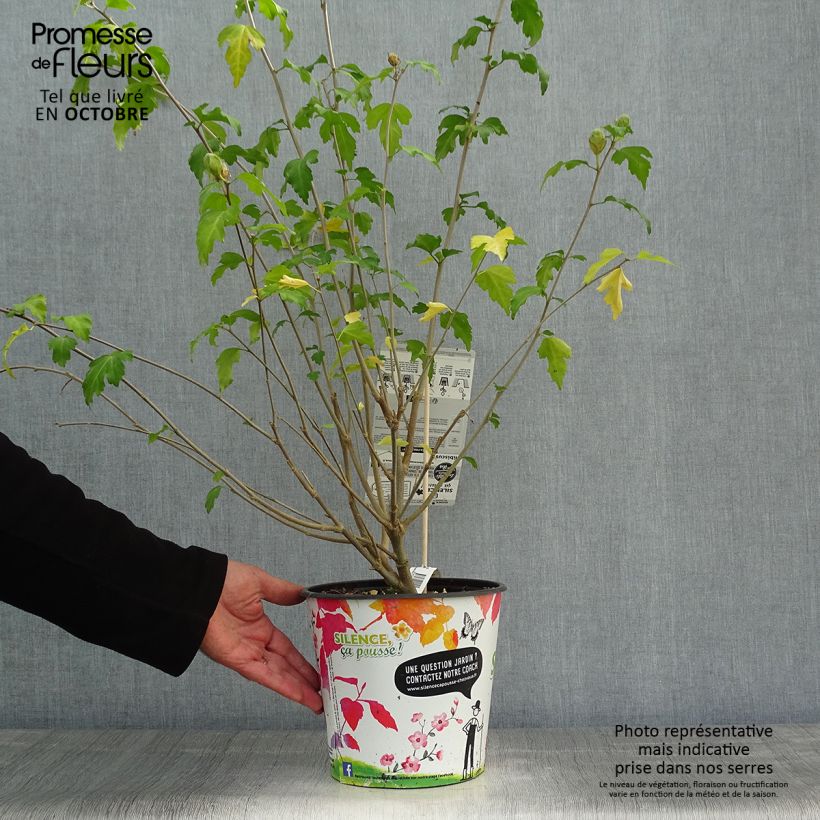 Hibiscus syriacus Pinky Spot - Rose of Sharon 4L/5L pot sample as delivered in autumn