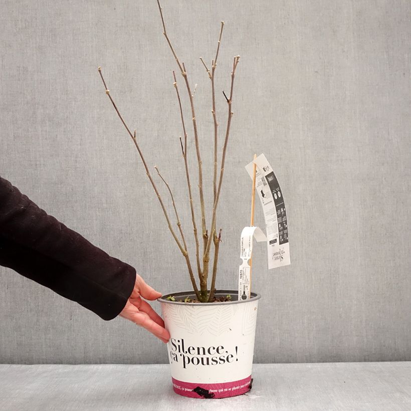 Hibiscus syriacus Pompei - Rose of Sharon 4L/5L pot sample as delivered in winter