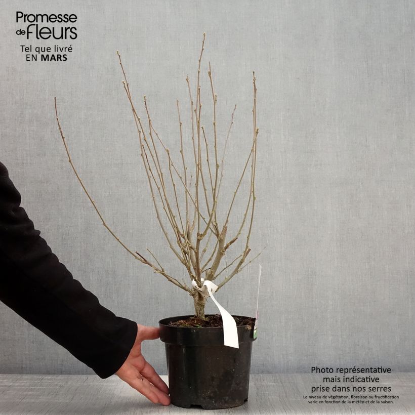 Hibiscus syriacus Purple Ruffles - Rose of Sharon 3L/4L pot sample as delivered in spring