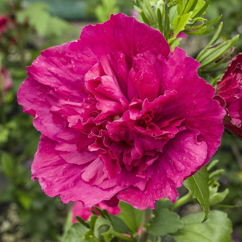 Hibiscus syriacus Ruby Chiffon® - Rose of Sharon (Flowering)
