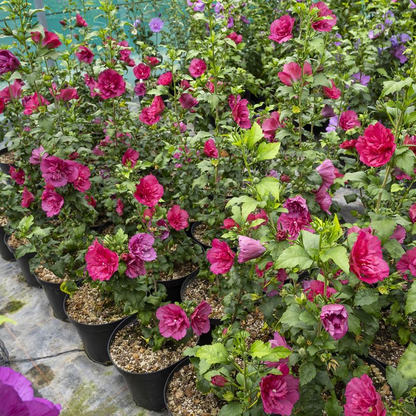 Hibiscus syriacus Ruby Chiffon® - Rose of Sharon (Plant habit)