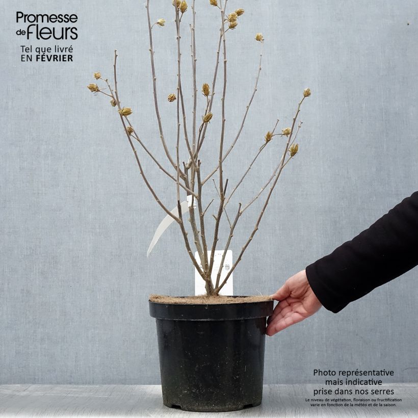 Hibiscus syriacus Shintaeyang - Rose of Sharon 7.5L/10L pot sample as delivered in winter