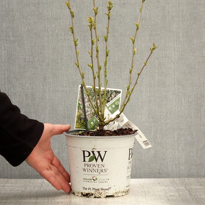 Hibiscus syriacus Sugar Tip - Rose of Sharon 3L/4L pot sample as delivered in spring