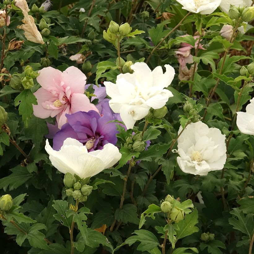 Hibiscus syriacus Three Sisters (Lavender Chiffon, Blue Chiffon, White Chiffon) - Rose of Sharon (Flowering)
