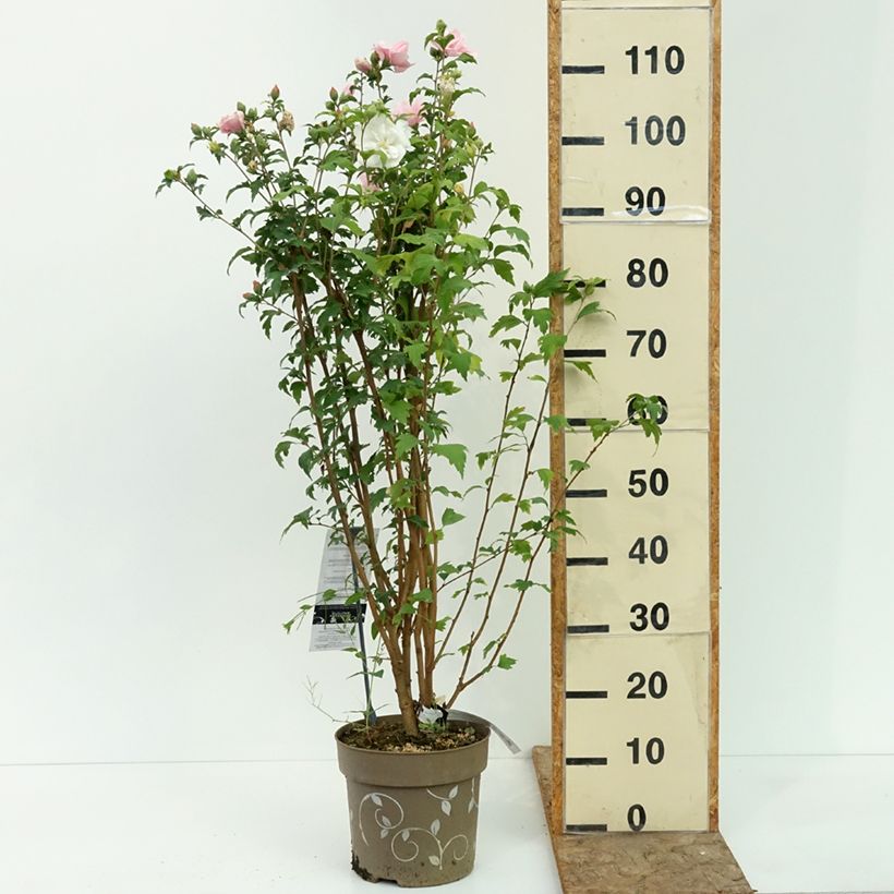 Hibiscus syriacus Three Sisters - Althéa  Pot de 6L/7L sample as delivered in summer