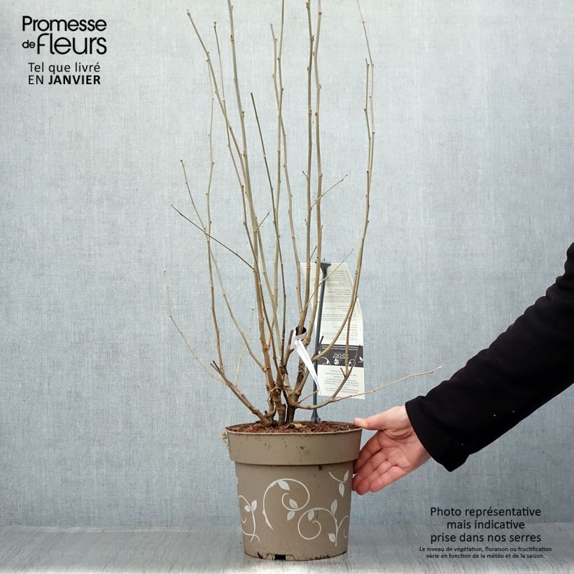 Hibiscus syriacus Three Sisters (Lavender Chiffon, Blue Chiffon, White Chiffon) - Rose of Sharon 6L/7L pot sample as delivered in winter